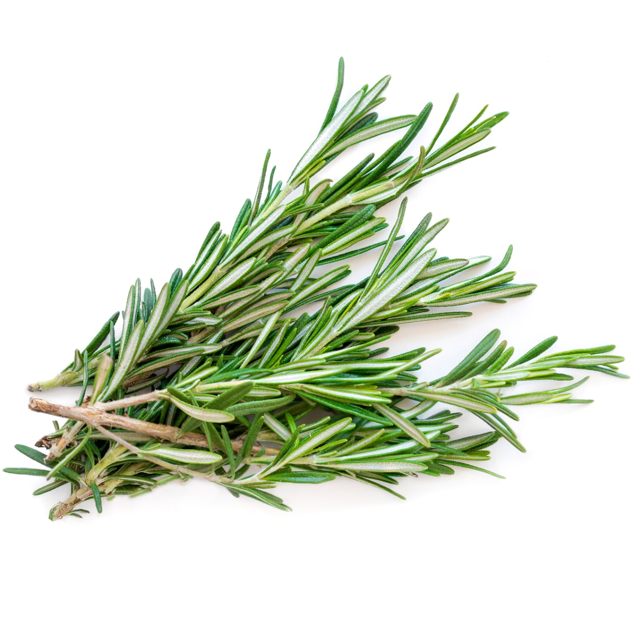 Herbs Herbs